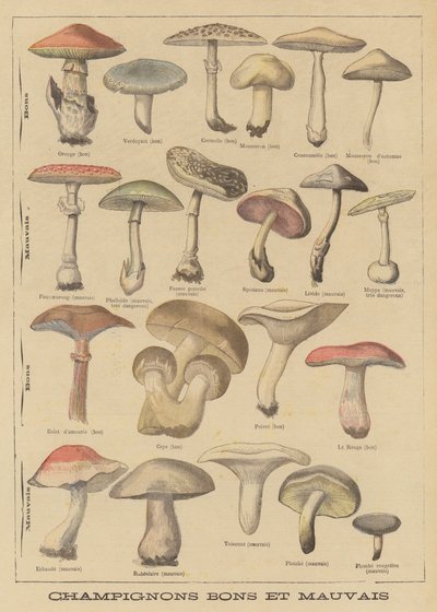Funghi commestibili e velenosi da French School